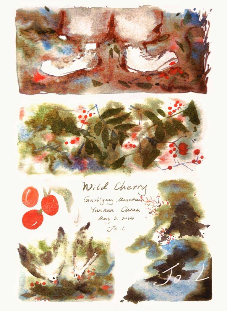 wild cherry